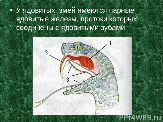 У ядовитых змей имеются парные ядовитые железы, протоки которых соединены с ядовитыми зубами.