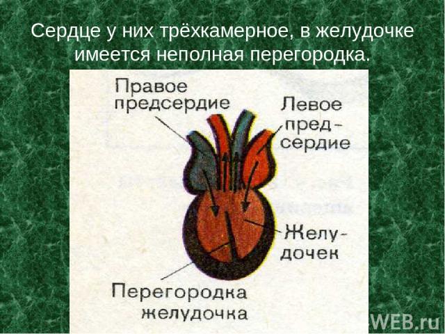 Сердце у них трёхкамерное, в желудочке имеется неполная перегородка.