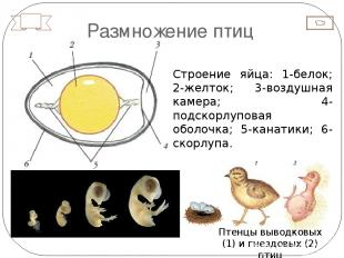 Размножение птиц Строение яйца: 1-белок; 2-желток; 3-воздушная камера; 4-подскор