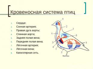 Кровеносная система птиц Сердце; Сонная артерия; Правая дуга аорты; Спинная аорт
