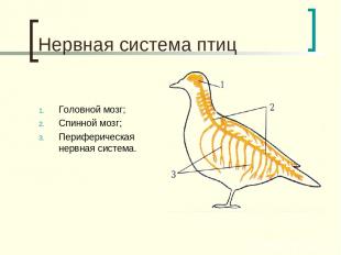 Нервная система птиц Головной мозг; Спинной мозг; Периферическая нервная система