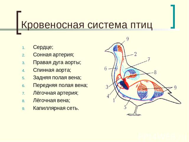 Кровеносная система птиц Сердце; Сонная артерия; Правая дуга аорты; Спинная аорта; Задняя полая вена; Передняя полая вена; Лёгочная артерия; Лёгочная вена; Капиллярная сеть.
