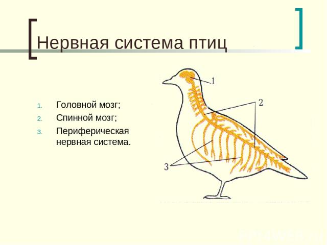Нервная система птиц Головной мозг; Спинной мозг; Периферическая нервная система.