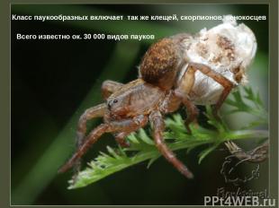 Класс паукообразных включает так же клещей, скорпионов, сенокосцев Всего известн