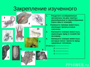 Закрепление изученного Разделите изображённые организмы на две группы: ракообраз