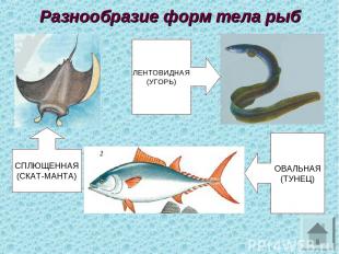 Разнообразие форм тела рыб СПЛЮЩЕННАЯ (СКАТ-МАНТА) ЛЕНТОВИДНАЯ (УГОРЬ) ОВАЛЬНАЯ