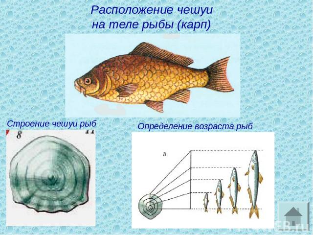 Расположение чешуи на теле рыбы (карп) Строение чешуи рыб Определение возраста рыб