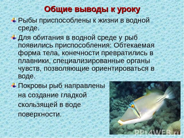 Общие выводы к уроку Рыбы приспособлены к жизни в водной среде. Для обитания в водной среде у рыб появились приспособления: Обтекаемая форма тела, конечности превратились в плавники, специализированные органы чувств, позволяющие ориентироваться в во…