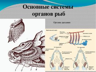 Основные системы органов рыб Органы дыхания