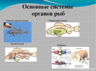 Основные системы органов рыб Опорно-двигательная Пищеварительная Кровеносная Нер