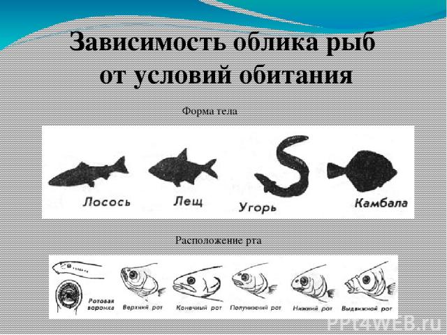 Рыбы условия жизни. Форма тела рыб. Веретенообразная форма тела у рыб. Форма тела леща. Форма тела рыб в зависимости от глубины.