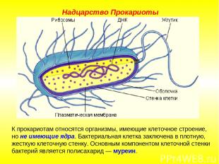 К прокариотам относятся организмы, имеющие клеточное строение, но не имеющие ядр