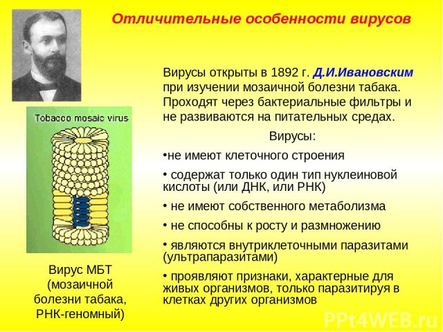 Отличительные особенности вирусов Вирусы открыты в 1892 г. Д.И.Ивановским при изучении мозаичной болезни табака. Проходят через бактериальные фильтры и не развиваются на питательных средах. Вирусы: не имеют клеточного строения содержат только один т…