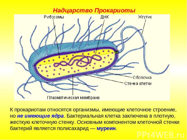 К прокариотам относятся организмы, имеющие клеточное строение, но не имеющие ядра. Бактериальная клетка заключена в плотную, жесткую клеточную стенку. Основным компонентом клеточной стенки бактерий является полисахарид — муреин. Надцарство Прокариоты