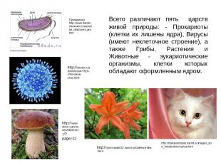 Всего различают пять царств живой природы: - Прокариоты (клетки их лишены ядра),