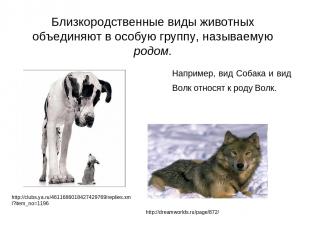Например, вид Собака и вид Волк относят к роду Волк. http://dreamworlds.ru/page/