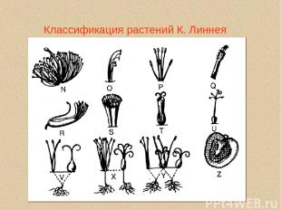 Классификация растений К. Линнея linne2a.tif