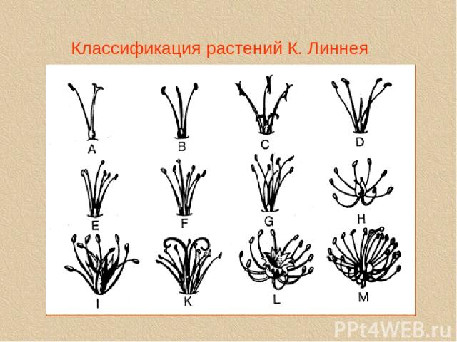 Классификация растений К. Линнея linne1a.tif