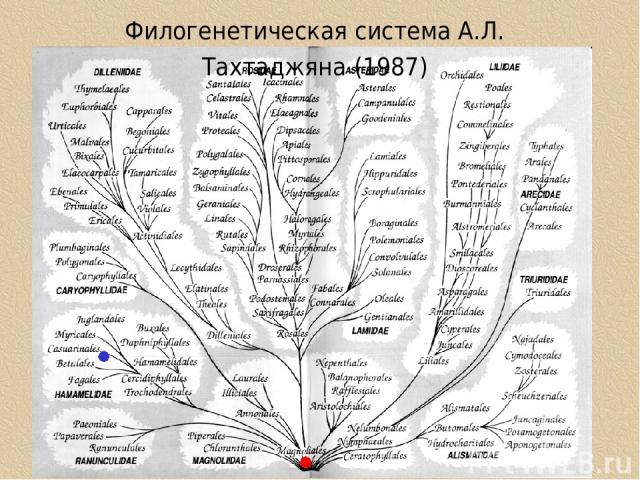 Филогенетическая система А.Л. Тахтаджяна (1987)