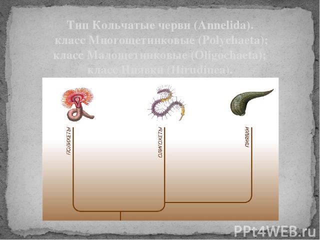 Тип Кольчатые черви (Annelida). класс Многощетинковые (Polychaeta); класс Малощетинковые (Oligochaeta); класс Пиявки (Hirudinea).