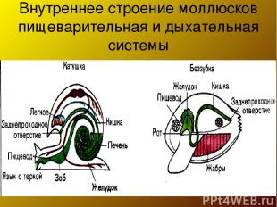 Внутреннее строение моллюсков пищеварительная и дыхательная системы