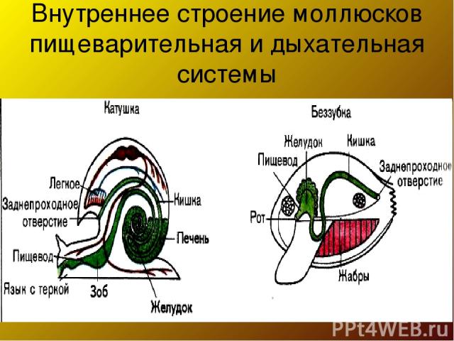 Внутреннее строение моллюсков пищеварительная и дыхательная системы