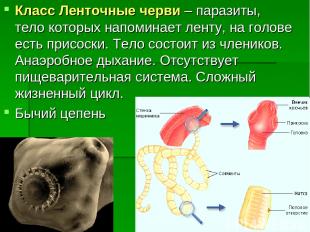 Класс Ленточные черви – паразиты, тело которых напоминает ленту, на голове есть