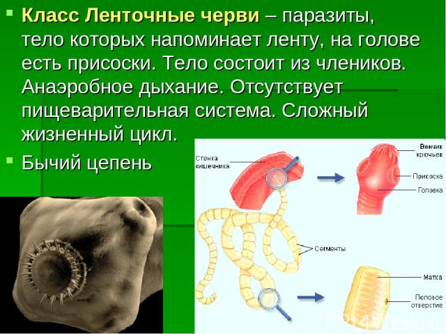 Класс Ленточные черви – паразиты, тело которых напоминает ленту, на голове есть присоски. Тело состоит из члеников. Анаэробное дыхание. Отсутствует пищеварительная система. Сложный жизненный цикл. Бычий цепень