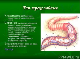 Тип трехслойные Классификация:круглые черви,плоские черви,кольчатые черви. Строе