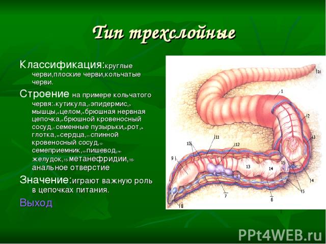Тип трехслойные Классификация:круглые черви,плоские черви,кольчатые черви. Строение на примере кольчатого червя:1-кутикула,2-эпидермис,3-мышцы,4-целом,5-брюшная нервная цепочка,6-брюшной кровеносный сосуд,7-семенные пузырьки,8-рот,9-глотка,10-сердца…