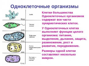 Одноклеточные организмы Клетки большинства Одноклеточных организмов содержат все