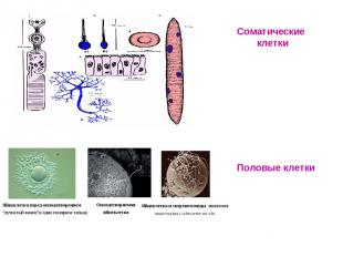 Соматические клетки Половые клетки