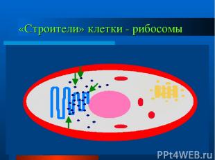 «Строители» клетки - рибосомы
