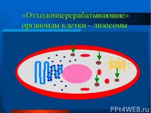 «Отходопперерабатывающие» органоиды клетки - лизосомы