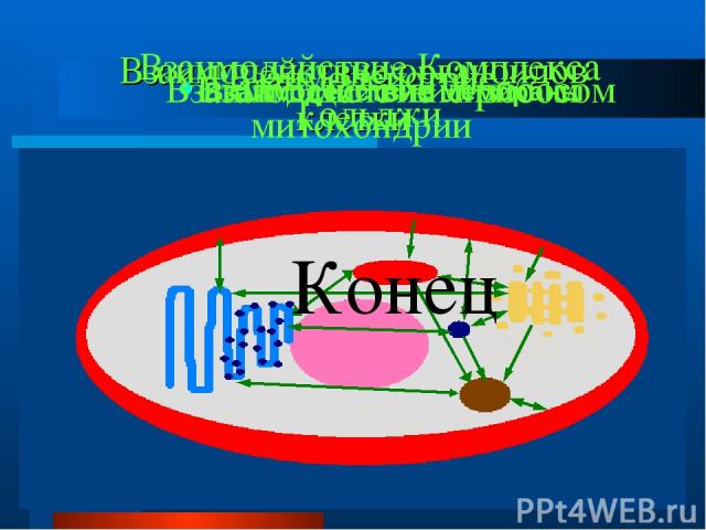 Взаимодействие органоидов клетки Взаимодействие мембраны Взаимодействие митохондрии Взаимодействие Комплекса Гольджи Взаимодействие рибосом Взаимодействие лизосом Конец