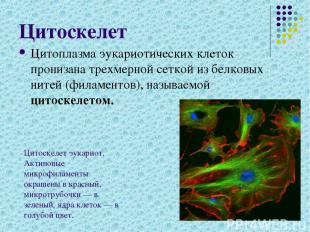 Цитоскелет Цитоплазма эукариотических клеток пронизана трехмерной сеткой из белк