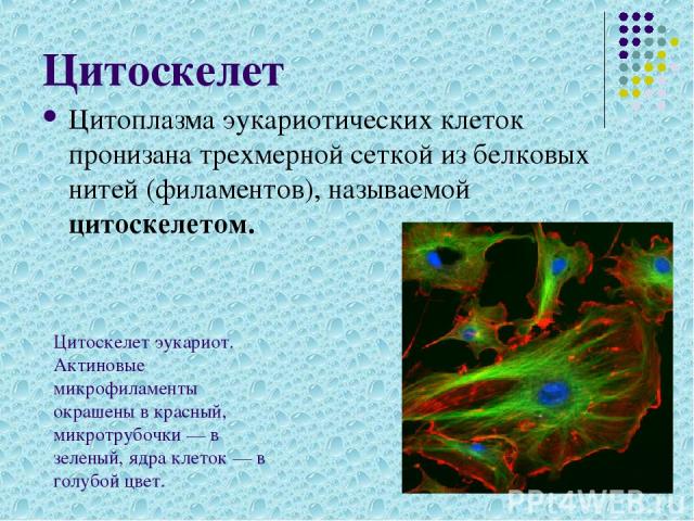 Цитоскелет Цитоплазма эукариотических клеток пронизана трехмерной сеткой из белковых нитей (филаментов), называемой цитоскелетом. Цитоскелет эукариот. Актиновые микрофиламенты окрашены в красный, микротрубочки — в зеленый, ядра клеток — в голубой цвет.