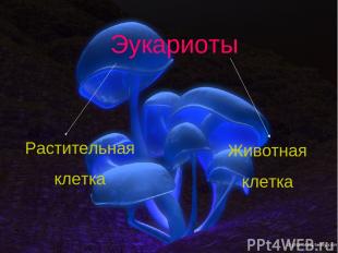 Эукариоты Растительная клетка Животная клетка