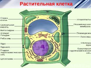 Растительная клетка