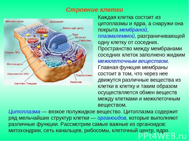 Цитоплазма — вязкое полужидкое вещество. Цитоплазма содержит ряд мельчайших структур клетки — органоидов, которые выполняют различные функции. Рассмотрим самые важные из органоидов: митохондрии, сеть канальцев, рибосомы, клеточный центр, ядро. Строе…