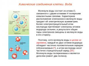 Молекула воды состоит из атома О, связанного с двумя атомами Н полярными ковален