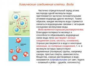 Частично отрицательный заряд атома кислорода одной молекулы воды притягивается ч
