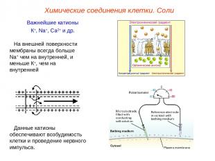 Важнейшие катионы К+, Na+, Ca2+ и др. Данные катионы обеспечивают возбудимость к