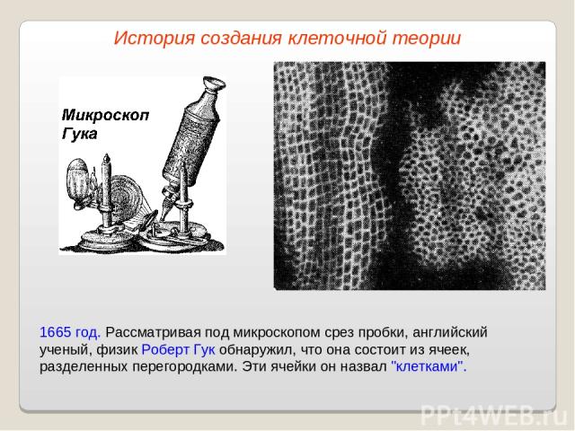 1665 год. Рассматривая под микроскопом срез пробки, английский ученый, физик Роберт Гук обнаружил, что она состоит из ячеек, разделенных перегородками. Эти ячейки он назвал 