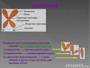 Хромосома состоит из двух хроматид и после деления ядра становится однохроматидн