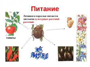 Питание томаты Личинки и взрослые питаются листьями культурных растений растений
