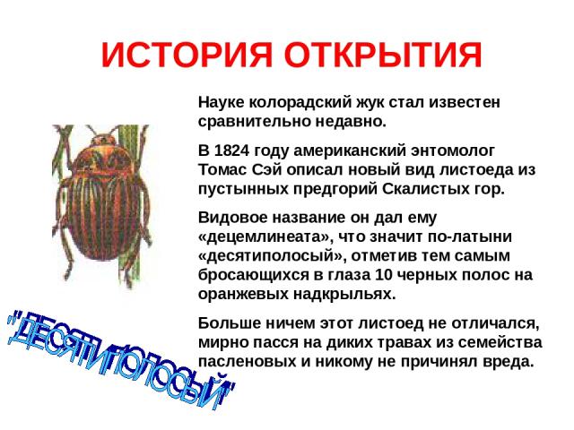 ИСТОРИЯ ОТКРЫТИЯ Науке колорадский жук стал известен сравнительно недавно. В 1824 году американский энтомолог Томас Сэй описал новый вид листоеда из пустынных предгорий Скалистых гор. Видовое название он дал ему «децемлинеата», что значит по-латыни …