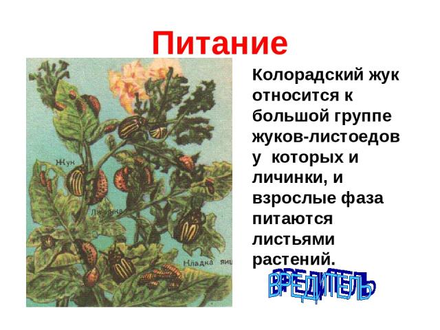 Питание Колорадский жук относится к большой группе жуков-листоедов у которых и личинки, и взрослые фаза питаются листьями растений.