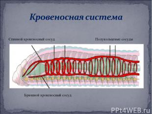 Спинной кровеносный сосуд Полукольцевые сосуды Брюшной кровеносный сосуд