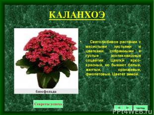 КАЛАНХОЭ Светолюбивое растение с мясистыми листьями и цветками, собранными в гус